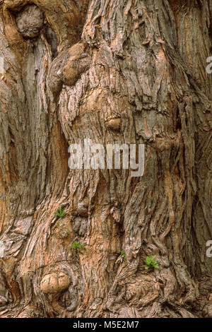 Maclura pomifera, Osage Orange tree bark Stock Photo