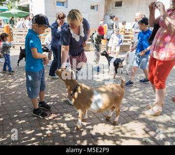 SAINT PETERSBURG, RUSSIA - JULY 26, 2017: Children and adults feed goats at the petting zoo Stock Photo