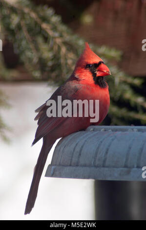 Red male Cardinal in the sun Stock Photo - Alamy