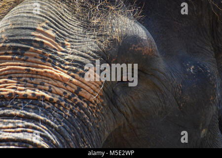 A close up of a Sumatran Elephant in Bali Indonesia Stock Photo