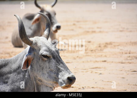 A close up of the head of a Nguni cow with big horns with a second cow in the background on the beach in Coffee Bay at the Indian Ocean in the Eastern Stock Photo