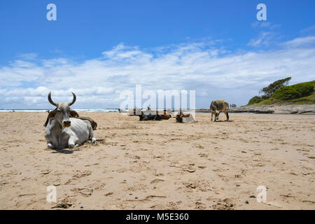 A herd of Nguni cows with big horns sitting on the beach and one cow standing in Coffee Bay at the Indian Ocean in the Eastern Cape at the Wild Coast  Stock Photo