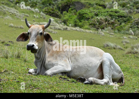 A Nguni cow with big horns sitting on the hillside near Coffee Bay at the Indian Ocean in the Eastern Cape at the Wild Coast of South Africa against g Stock Photo