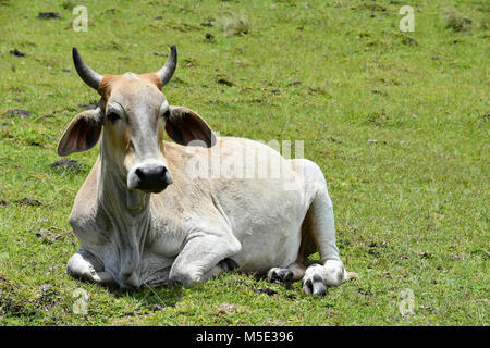 A Nguni cow with big horns sitting on the hillside near Coffee Bay at the Indian Ocean in the Eastern Cape at the Wild Coast of South Africa against g Stock Photo