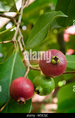 Cattley guava (Psidium littorale subsp. longipes) or Peruvian guava or Red Cherry Guava or Strawberry guava or Psidium cattleianum or Psidium chinense Stock Photo