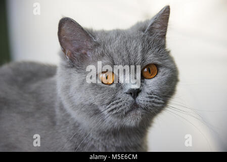 Scottish gray cat portrait, red eyes, looking straight Stock Photo
