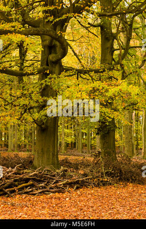 Autumn Colours at Ashridge Estate, National Trust, England