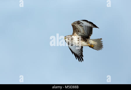 Common Buzzard flying on the Isle of Mull, Argyll, Scotland against a bright blue background Stock Photo
