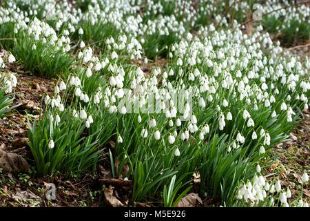 A drift of snowdrops on the forest floor Stock Photo