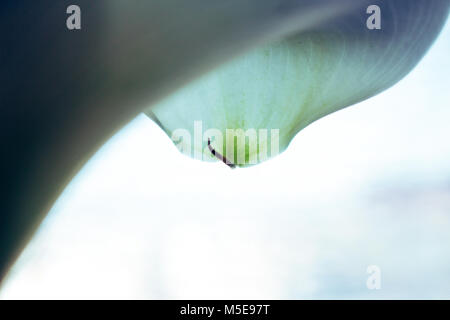 Calla. Calla lilly close-up. Macro calla flower. Stock Photo