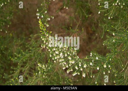 Alpine tree heather (Erica arborea alpine) at The Valley Gardens, Virginia Water, Surrey, UK Stock Photo