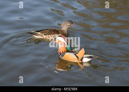 Pair of mandarin ducks (Aix galericulata) Stock Photo