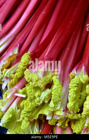 freshly cut rhubarb for sale at a market stall on display at borough market in central london. fresh fruits and vegetables from yorkshire producers. Stock Photo