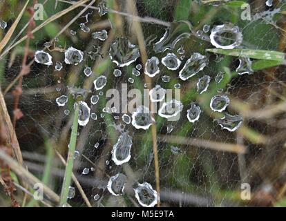 rain drops caught in a spiderweb clinging to twigs and grass with selective focus on drops Stock Photo