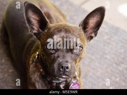 Phoebe the Boston terrier and Rat terrier mix -aka a Brat- is patiently waiting for her walk out on the porch Stock Photo