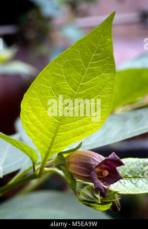Deadly Nightshade (Atropa belladonna). toxic plant used in medicine, in the past also in the magical arts. Stock Photo