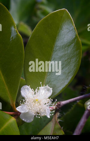 Cattley guava (Psidium littorale subsp. longipes) or Peruvian guava or Strawberry guava or Psidium cattleianum or Psidium chinense or Psidium coriaceu Stock Photo