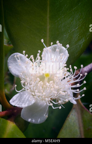 Cattley guava (Psidium littorale subsp. longipes) or Peruvian guava or Strawberry guava or Psidium cattleianum or Psidium chinense or Psidium coriaceu Stock Photo