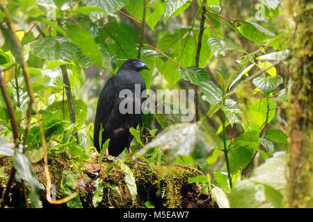 Wild Black Guan (Chamaepetes unicolor) sitting on a branch in the cloud forest above Monteverde in Northern Costa Rica. Stock Photo