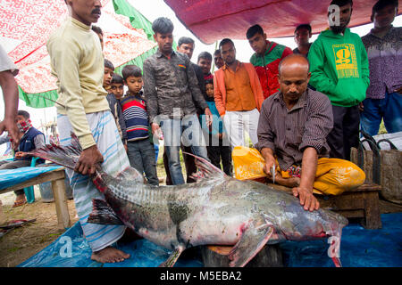 Visitors gathered to see 100- kg ' Baghar Fish' cutting and slicing. Stock Photo