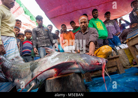 Visitors gathered to see 100- kg ' Baghar Fish' cutting and slicing. Stock Photo