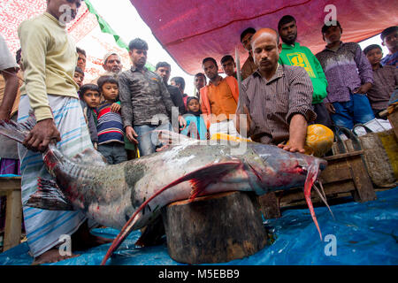 Visitors gathered to see 100- kg ' Baghar Fish' cutting and slicing. Stock Photo