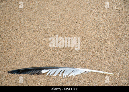 black and white seagull feather on wet beach sand Stock Photo