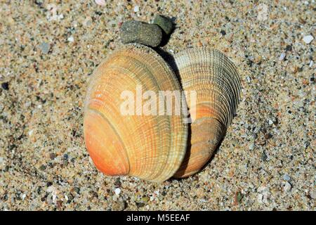 Two Orange Seashells In The Sand At Ventura State Beach, California Stock Photo