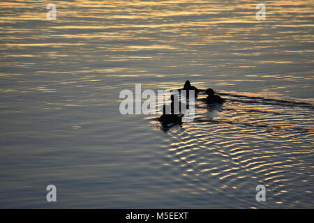 ducks on the water Stock Photo