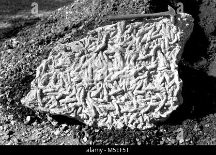 Grand Canyon Fossil Find Penis Worm Reveals Explosive Evolutionary Past - b8f45sv