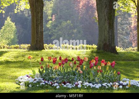 Baden Baden, Germany. 25th May, 2016. common garden tulip (Tulipa spec.), flower bed with tulips and dasies in a park, Germany, Baden-Wuerttemberg, Baden-Baden | usage worldwide Credit: dpa/Alamy Live News