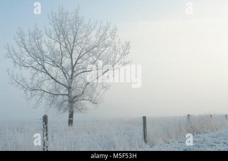 Newell County, Alberta, Canada.  Solitary tree in a pasture on a foggy winter morning on the Prairies. Stock Photo