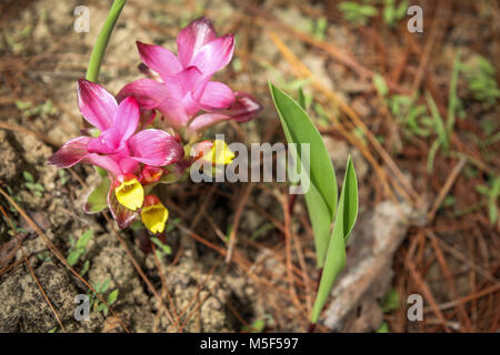 Turmeric flowers in bloom. This is a close-up macro photography image of the beautiful pink petals and yellow flowers of the medicinal Turmeric plant  Stock Photo