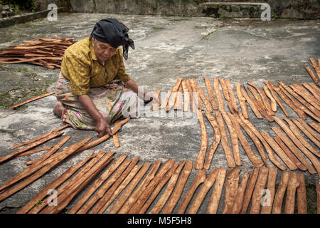 Indonesian woman dressed in traditional clothes sits on ground whilst preparing Cinnamon bark for drying in her courtyard. Cinnamon cottage industry Stock Photo