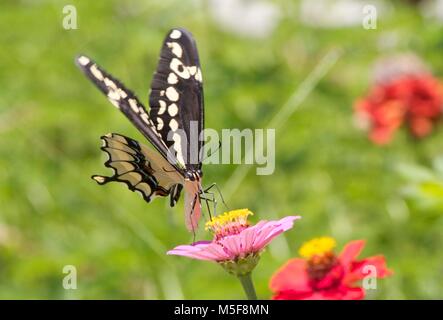 Giant Swallowtail butterfly feeding on Pink Zinnia Flower Stock Photo