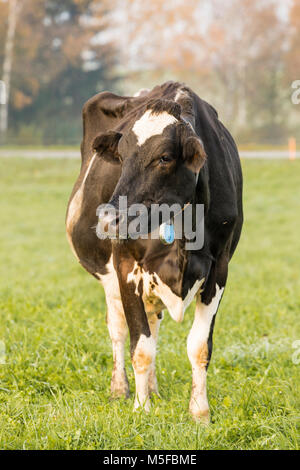 Black Holstein cow stands in a meadow in Switzerland Stock Photo