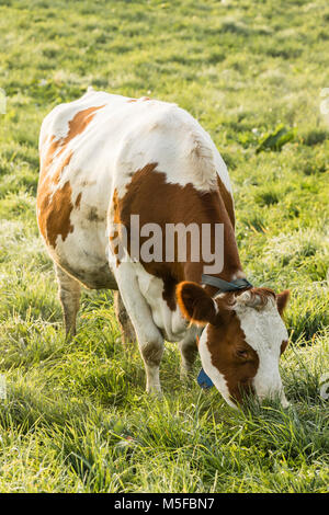 Red Holstein cow eats grass on a cold autumn morning in Switzerland Stock Photo