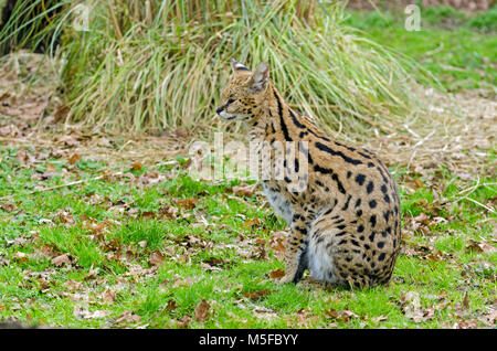 A Serval cat prowls its enclosure