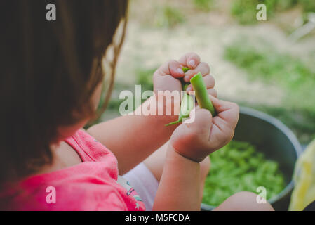 A young girl child snaps fresh green beans into a pot. Stock Photo
