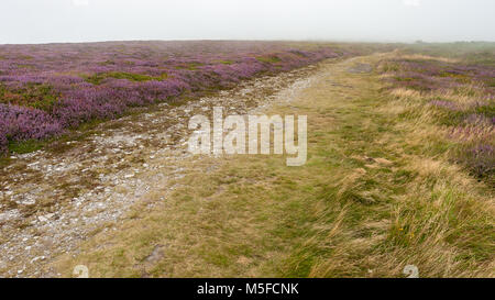 Heather on a foggy day in summer Normandy France Stock Photo