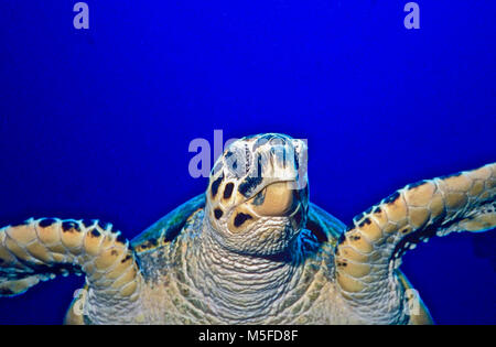 Brush painting turtle hi-res stock photography and images - Alamy