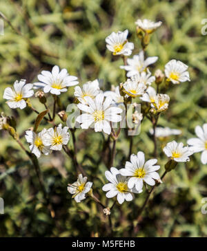 Cerastium arvense; Field Chickweed wildflowers north of El Chalten; Patagonia; Argentina Stock Photo