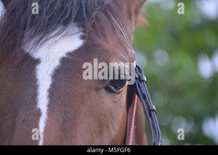 Nice Eye on Horse's Head Stock Photo