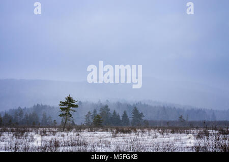 Snow falls on the distant hills surrounding Cranberry Glades of West Virginia looking out across the field of stick figures leading to the ethereal ev Stock Photo