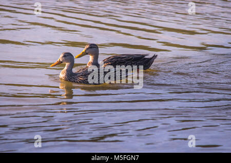 A pair of mottled ducks swimming on the surface of the water near the Gulf shores of Florida. Stock Photo