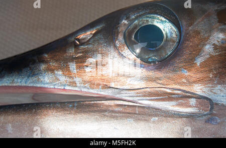 Eye of Striped Marlin Stock Photo