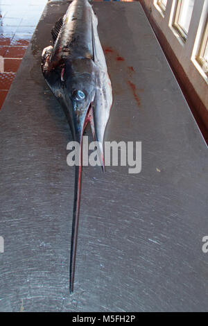 Striped Marlin on fillet table Stock Photo