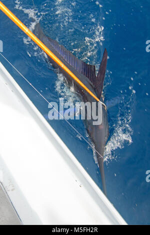 Striped Marlin being gaffed to bring on sport fishing boat Stock Photo