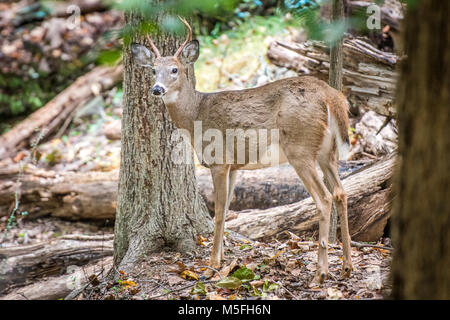 Buck white-tail deer stands alert and alone in the forest, Bethesda, Maryland. Stock Photo