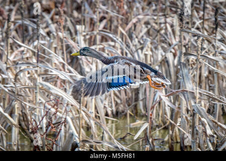 Mallard duck takes off out of tall wetland grasses, Dorchester County , Maryland Stock Photo